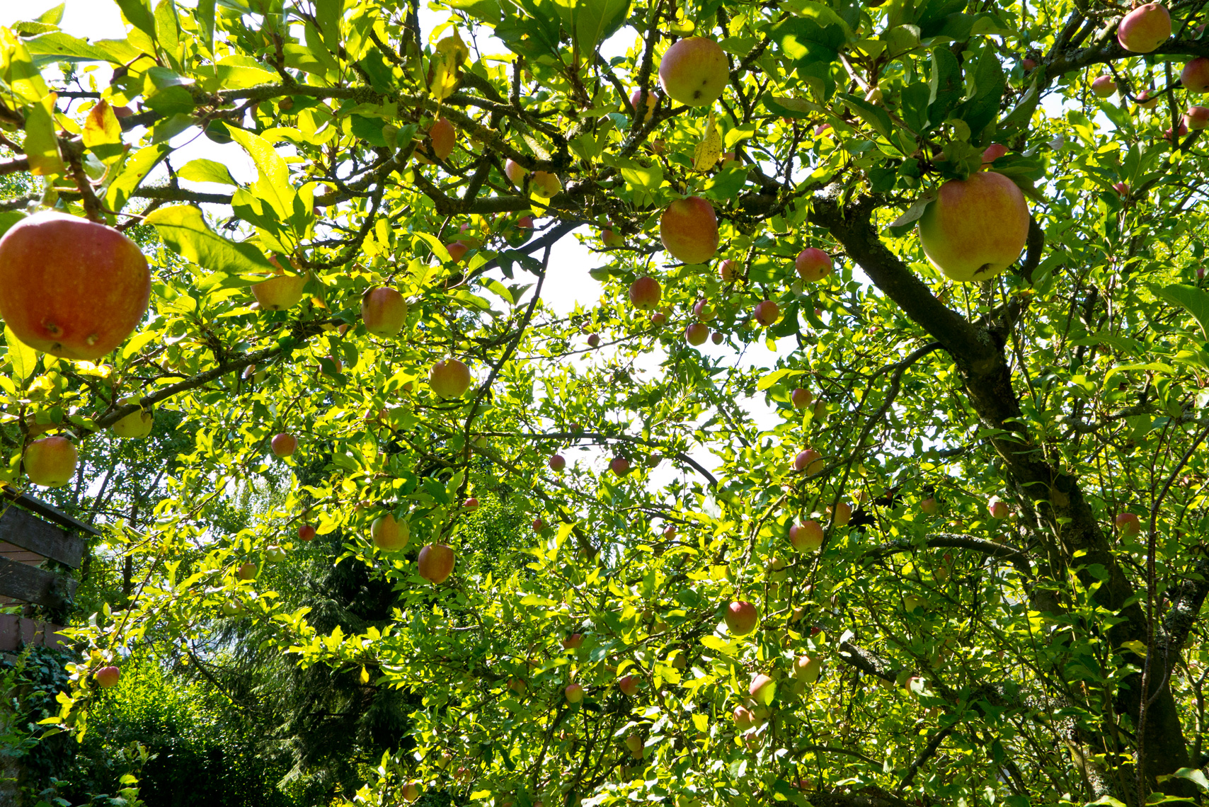 HOMELAND, Apple Tree