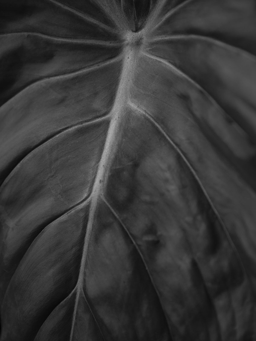 philodendron_II_45x60_s